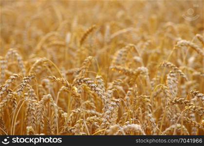 Wheat field. Ears of golden wheat close up