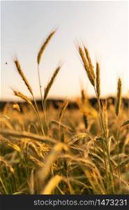 Wheat field. Ears of golden wheat close up. Beautiful Nature Sunset Landscape. Rural Scenery under Shining Sunlight. Background of ripening ears of meadow wheat field. Rich harvest Concept. Wheat field. Ears of golden wheat close up. Beautiful Nature Sunset Landscape.