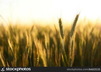 Wheat field. Ears of golden wheat close up. Beautiful Nature Sunset Landscape. Rural Scenery under Shining Sunlight. Background of ripening ears of wheat field. Wheat field. Ears of golden wheat close up. Beautiful Nature Sunset Landscape. Rural Scenery under Shining Sunlight. Background of ripening ears of wheat field.