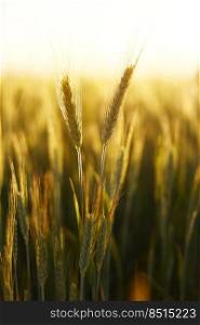 Wheat field. Ears of golden wheat close up. Beautiful Nature Sunset Landscape. Rural Scenery under Shining Sunlight. Background of ripening ears of wheat field. Wheat field. Ears of golden wheat close up. Beautiful Nature Sunset Landscape. Rural Scenery under Shining Sunlight. Background of ripening ears of wheat field.