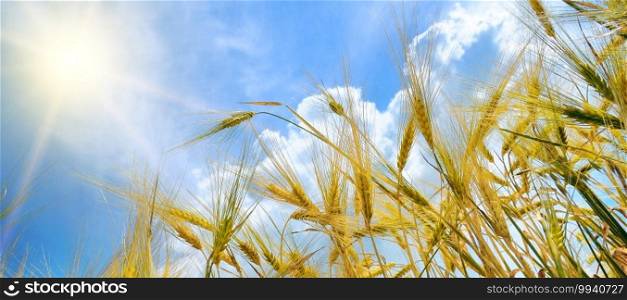Wheat field. Ears of golden wheat close up. Landscape. Rural Scenery under Shining Sunlight. Wide photo.