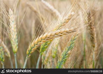Wheat field. Golden ears of wheat on the field. Background of ripening ears of meadow wheat field. Rich harvest Concept