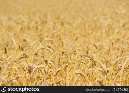 Wheat field golden ripe harvest ready