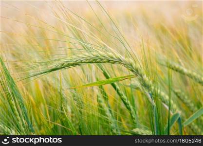 Wheat field. Green ears of wheat on the field. Background of ripening ears of meadow wheat field. Rich harvest Concept