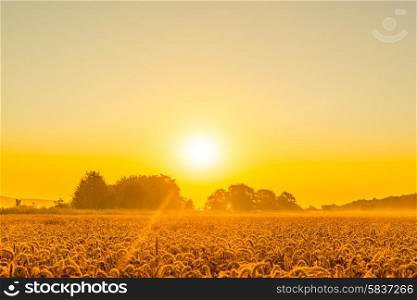 Wheat field in a beautiful sunrise in the summer