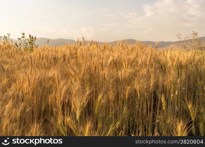 Wheat field in a rural farmlands of Ethiopia lit by the golden lights of a setting sun