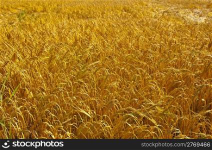 Wheat Field in Bavaria, Germany