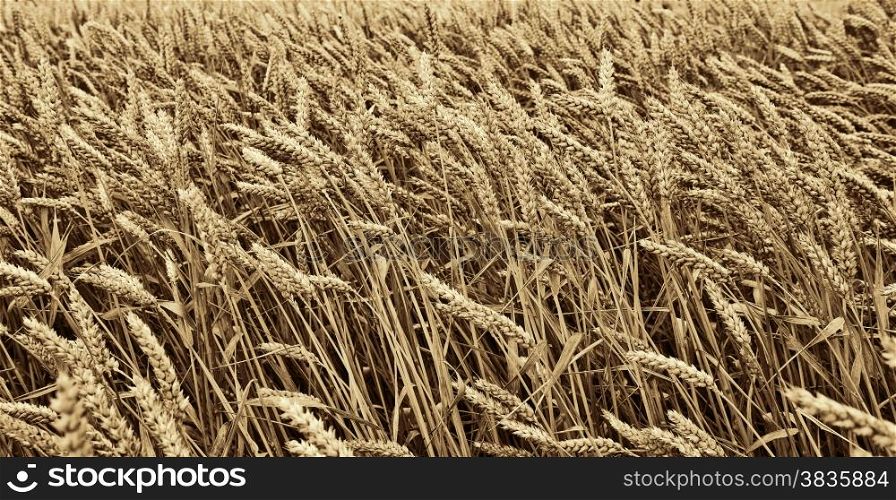 Wheat Field in Bavaria, Germany, Retro Image Filtered Style