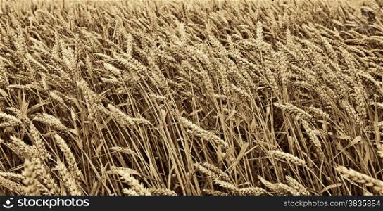 Wheat Field in Bavaria, Germany, Retro Image Filtered Style