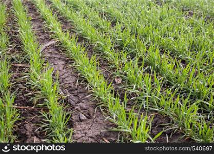 wheat field in early spring. first shoots winter crops