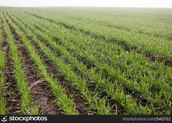 wheat field in early spring. first shoots winter crops