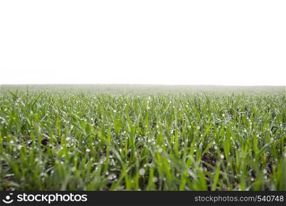 wheat field in early spring. first shoots winter crops