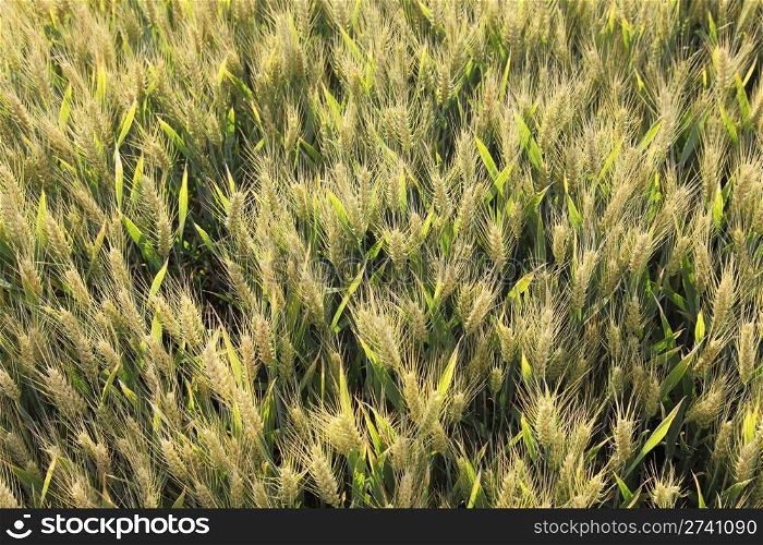 Wheat field in early summer