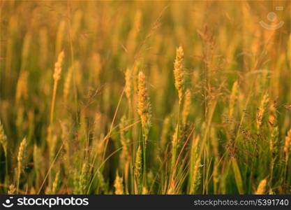 Wheat field in evening glow. Shallow deep of field
