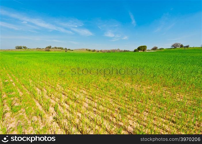 Wheat Field in Israel