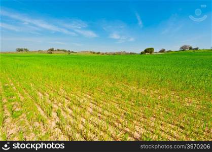Wheat Field in Israel