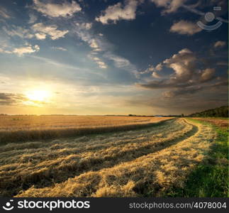 Wheat field in late summer at sunset