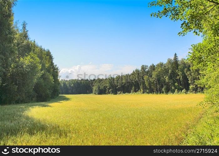 Wheat field in mid summer