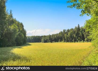 Wheat field in mid summer
