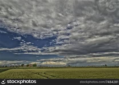Wheat field in Romagna