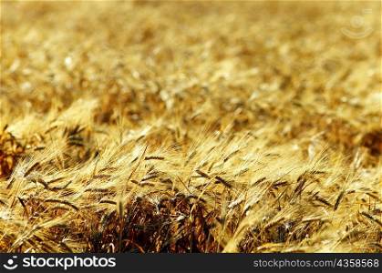 Wheat field in Southern California