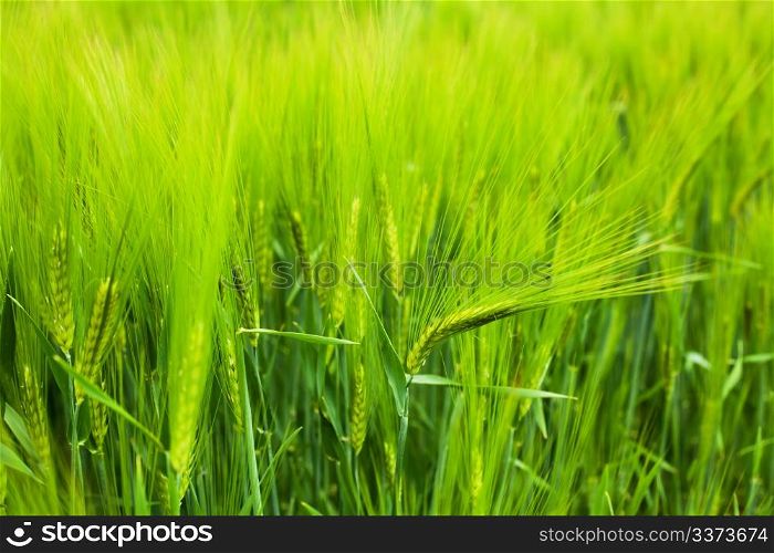 Wheat field in the early spring with fresh and green spikes