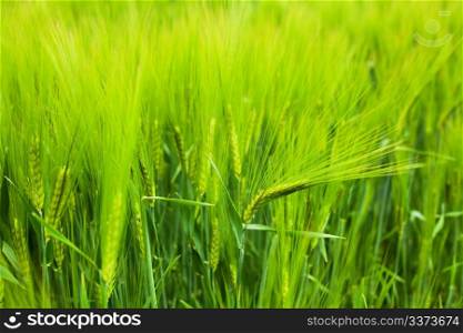 Wheat field in the early spring with fresh and green spikes
