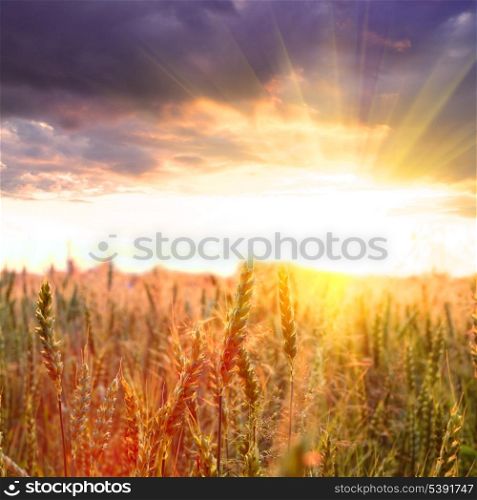 Wheat field in the evening glow and dramatic sky with sundown