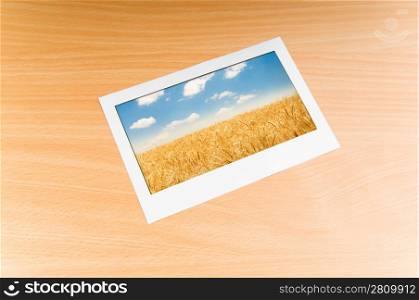 Wheat field in the picture frame