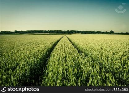 Wheat field in vintage colors
