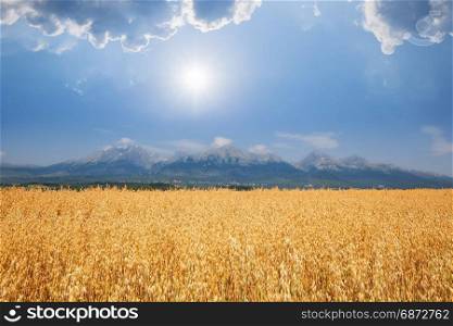 Wheat field landscape and high mountain range on the background