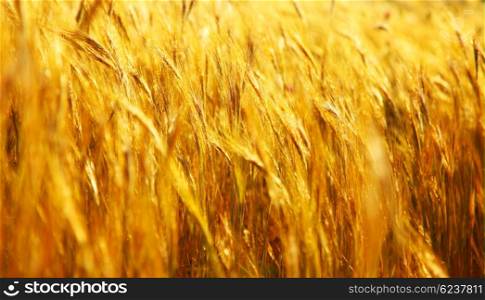 Wheat field landscape closeup image with selective focus