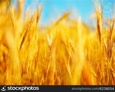 Wheat field landscape closeup image with selective focus