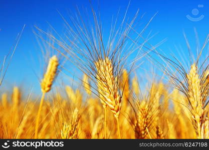 Wheat field landscape closeup on rye over blue sky