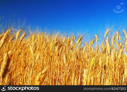 Wheat field landscape closeup on rye over blue sky