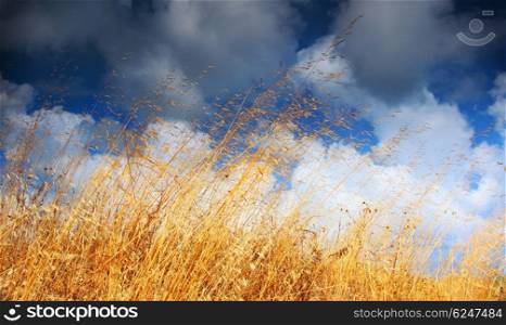 Wheat field landscape late summer scene