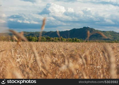 wheat field on sunset. wheat field in mountains on sunset