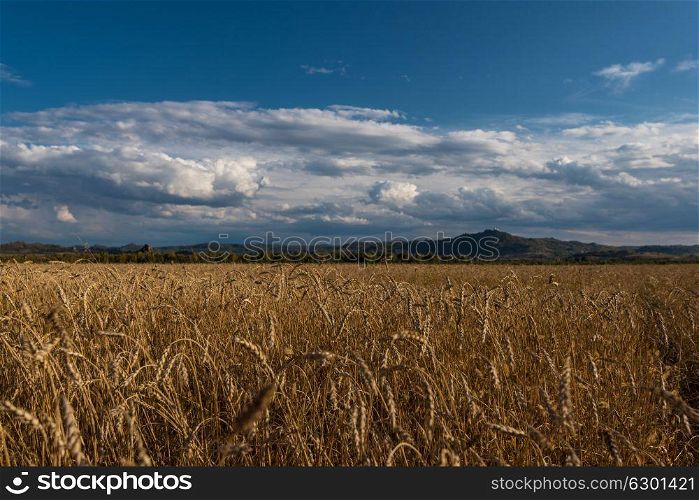 wheat field on sunset. wheat field in mountains on sunset