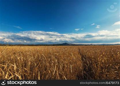 wheat field on sunset. wheat field in mountains on sunset