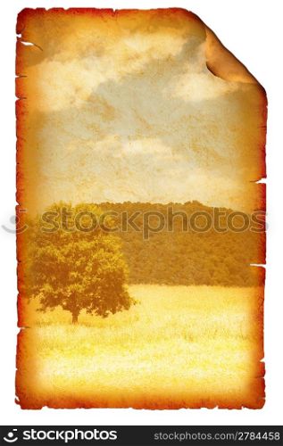 Wheat field on the bright summer day
