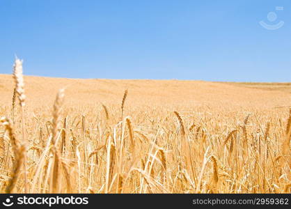 Wheat field on the bright summer day