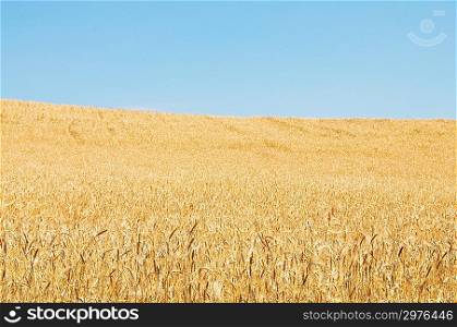 Wheat field on the bright summer day