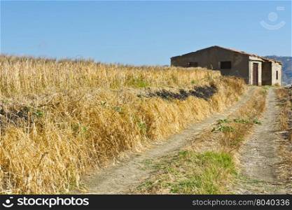 Wheat Field on the Hills in Sicily