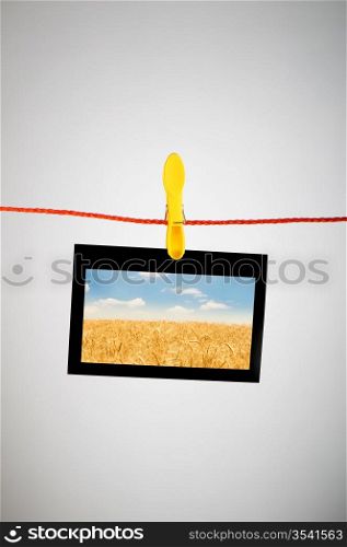 Wheat field on the photo