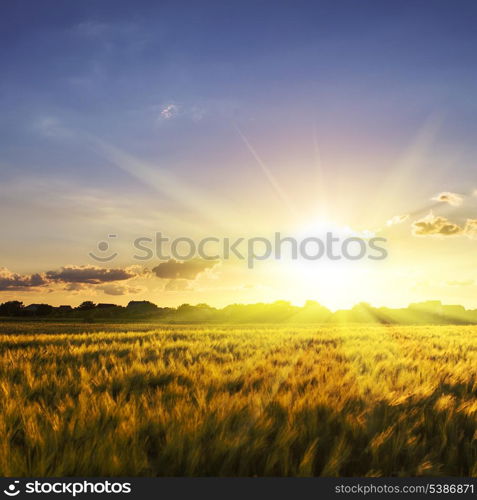 Wheat field over sky with sundown. Nature landscape