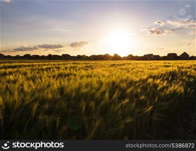 Wheat field over sky with sundown. Nature landscape