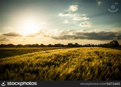 Wheat field over sky with sundown. Nature landscape. Wheat field