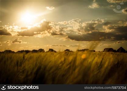 Wheat field over sky with sundown. Nature landscape. Wheat field