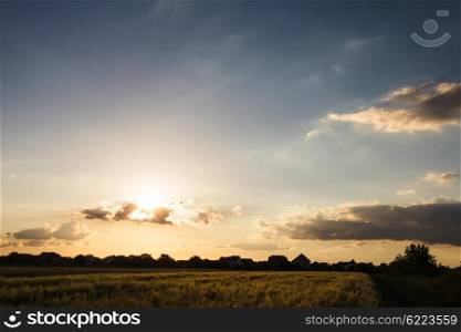 Wheat field over sky with sundown. Nature landscape. Wheat field and sky