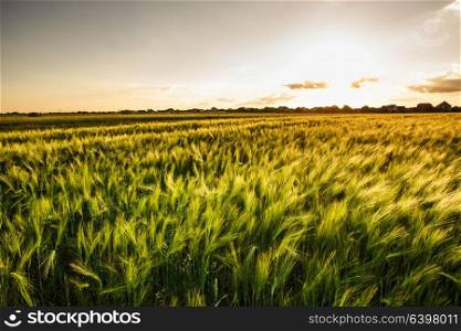 Wheat field over sky with sundown. Nature landscape. Wheat field in summer